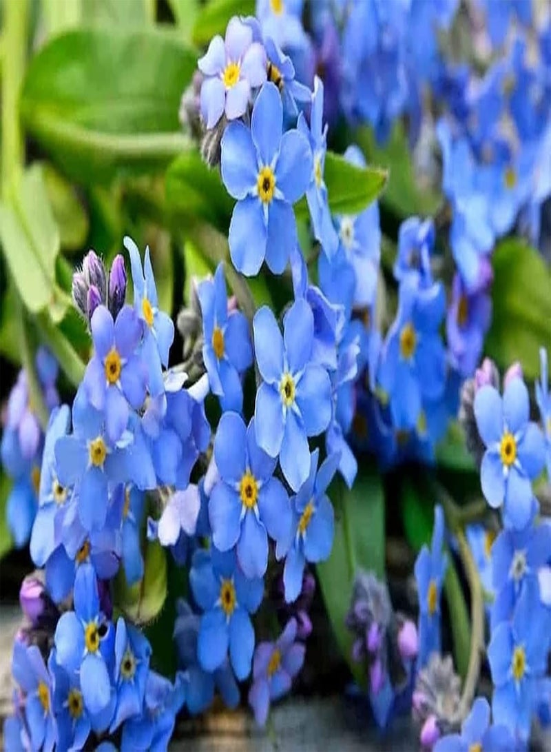 جي جوت 50 قطعة من بذور "لا تنساني" طبيعية وسخية للغاية وأنيقة للغاية وديكور فريد وبيئة جميلة تجذب الفراشات والنحل على نطاق واسع في البستنة وزراعة الفناء - Image 2