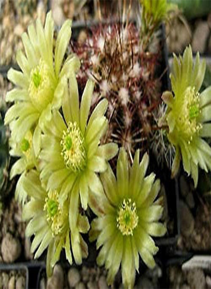 GGOOT Echinocereus viridiflorus Rare Flowering Cactus Cacti Flower Aloe Seed 100 Seeds