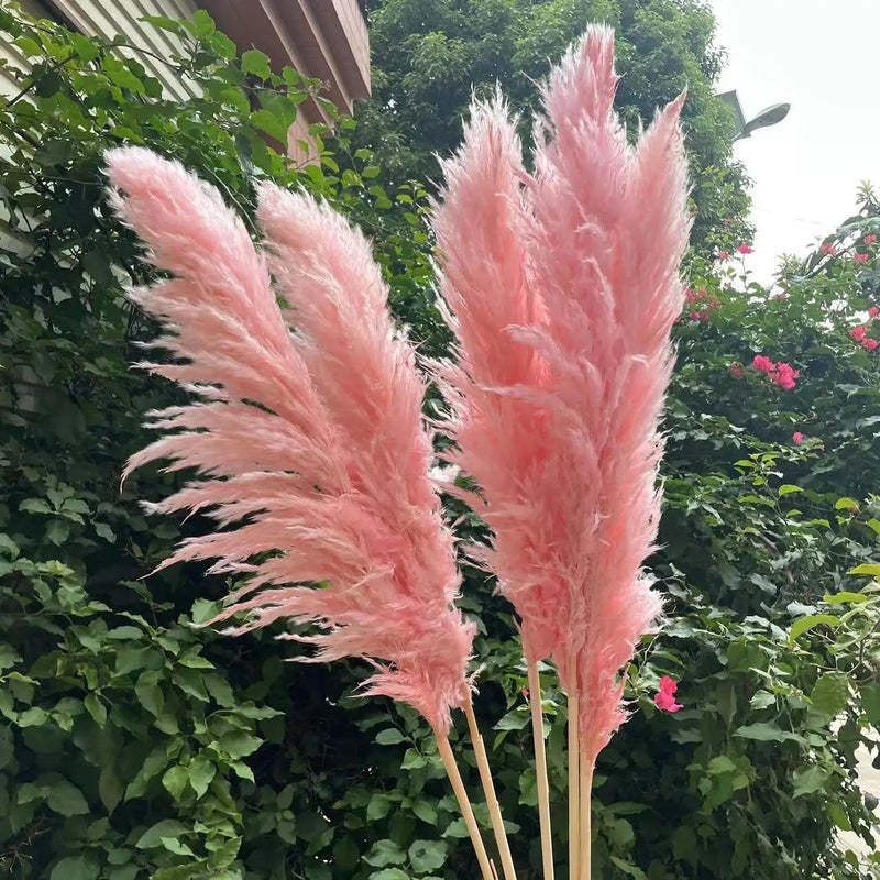Bluejw Large Pink Pampas Grass Dried Flower - Natural Fluffy Plumes for Wedding Home Decor - Dried Plants Included - Image 5