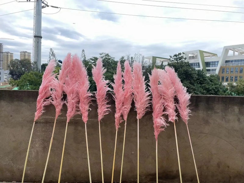 Bluejw Large Pink Pampas Grass Dried Flower - Natural Fluffy Plumes for Wedding Home Decor - Dried Plants Included - Image 4