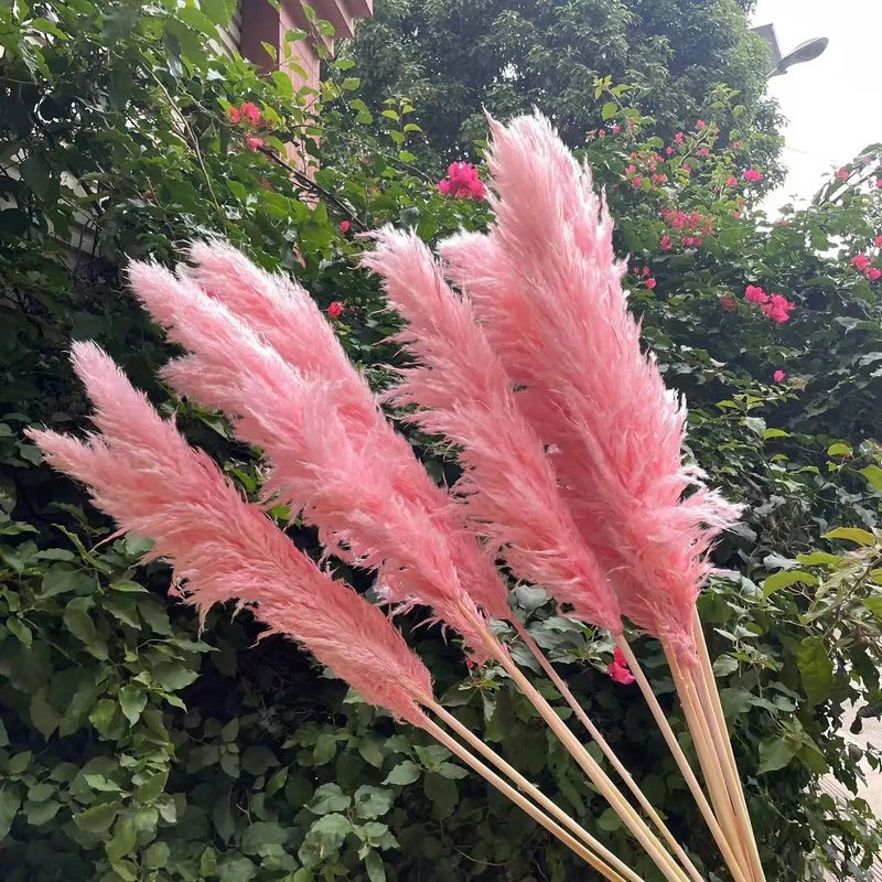 Bluejw Large Pink Pampas Grass Dried Flower - Natural Fluffy Plumes for Wedding Home Decor - Dried Plants Included - Image 3