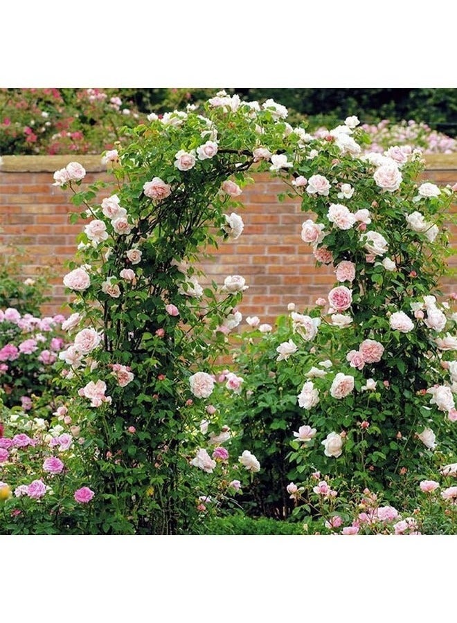 Generic Garden Arch Tredllis for Climbing Plants Metal Wedding Arches Ceremony Party Outdoor Floral Decor Arbor Courtyard Arbor Trellis White  - Image 4