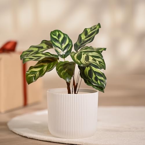 Ugaoo Calathea Peacock Plant with Ibiza Pot | Indoor Plants with Pots for Home | Plants for Living Room - Image 1