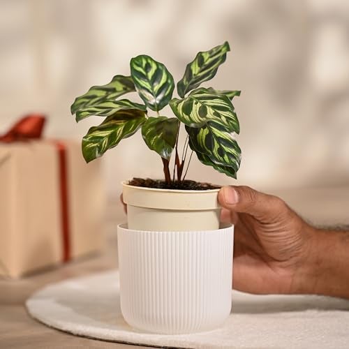 Ugaoo Calathea Peacock Plant with Ibiza Pot | Indoor Plants with Pots for Home | Plants for Living Room - Image 2