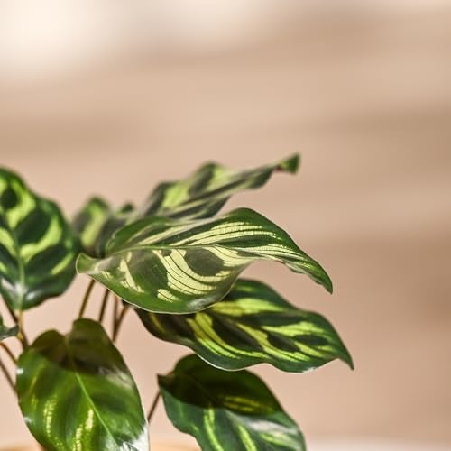 Ugaoo Calathea Peacock Plant with Ibiza Pot | Indoor Plants with Pots for Home | Plants for Living Room - Image 4