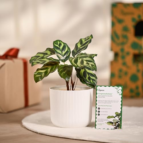 Ugaoo Calathea Peacock Plant with Ibiza Pot | Indoor Plants with Pots for Home | Plants for Living Room - Image 3