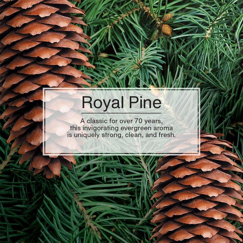 Little Trees Royal Pine Air Freshener - 3 Pack - Image 3