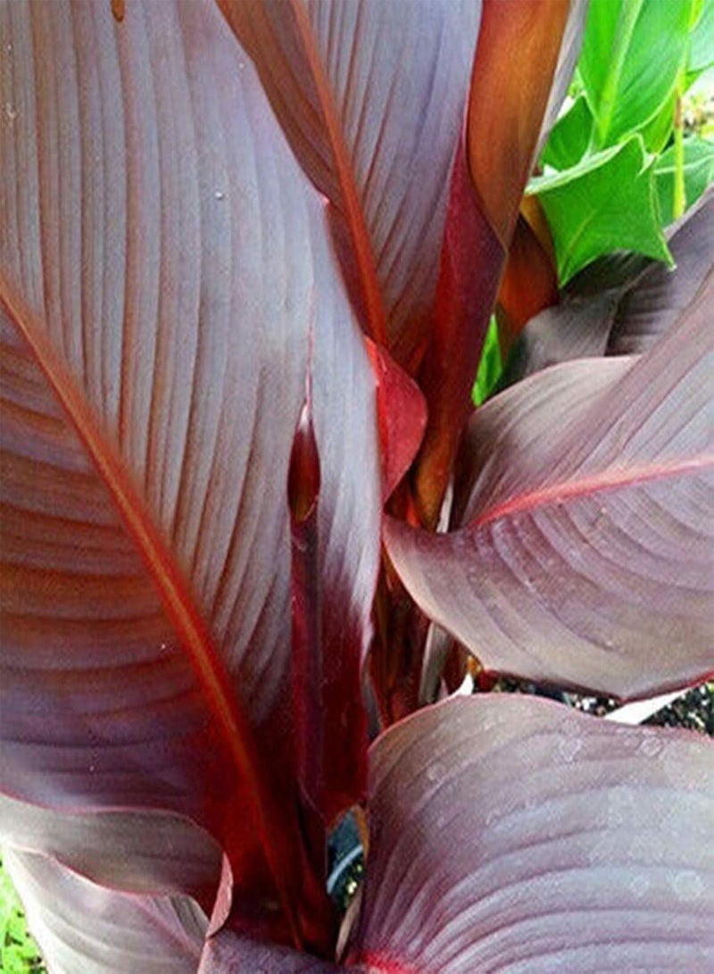 جي جوت نباتات زهور الحديقة الخضراء - 5 قطع من بذور نبات القنا إنديكا بونساي نباتات الزينة زهرة ديكور المنزل والمكتب والحديقة - 5 قطع من بذور القنا - Image 3