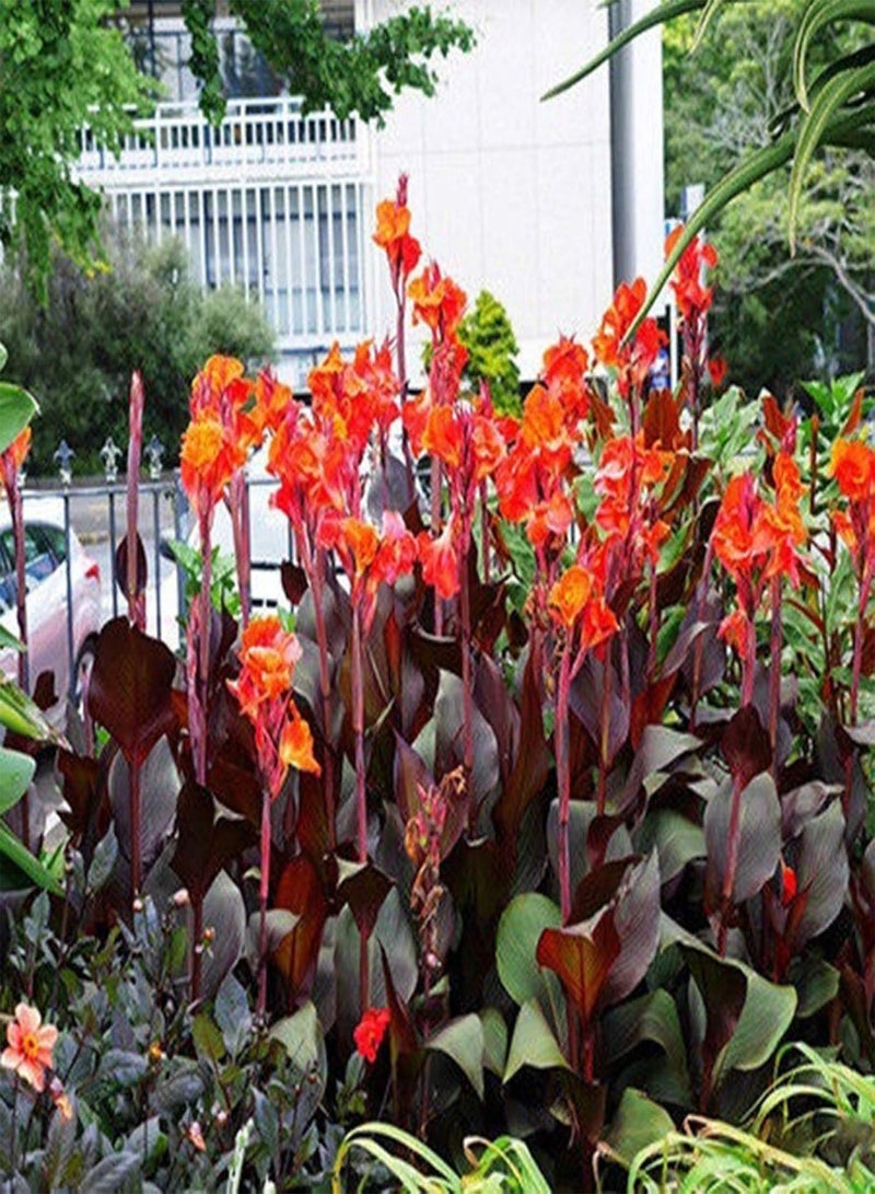 جي جوت نباتات زهور الحديقة الخضراء - 5 قطع من بذور نبات القنا إنديكا بونساي نباتات الزينة زهرة ديكور المنزل والمكتب والحديقة - 5 قطع من بذور القنا - Image 4