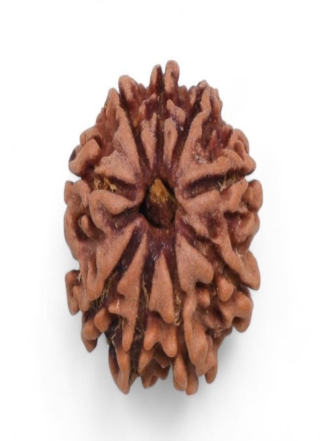 IRIS GEMS 9 मुखी रुद्राक्ष नेपाली ओरिजनल Natural 9 Face Rudraksha Original Certified Nepal Nav Mukhi Rudrakshaa Energized 9 Faced Nepali Rudrakshaa A1 Pendant नौ मुखी रुद्राक्ष ओरिजिनल Nine Face Rudrakshaa By IRIS GEMS - Image 4