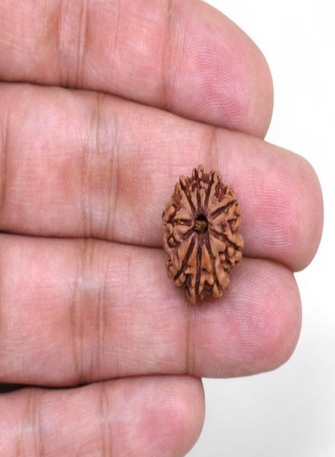 IRIS GEMS 9 मुखी रुद्राक्ष नेपाली ओरिजनल Natural 9 Face Rudraksha Original Certified Nepal Nav Mukhi Rudrakshaa Energized 9 Faced Nepali Rudrakshaa A1 Pendant नौ मुखी रुद्राक्ष ओरिजिनल Nine Face Rudrakshaa By IRIS GEMS - Image 3
