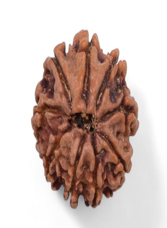IRIS GEMS 9 मुखी रुद्राक्ष नेपाली ओरिजनल Natural 9 Face Rudraksha Original Certified Nepal Nav Mukhi Rudrakshaa Energized 9 Faced Nepali Rudrakshaa A1 Pendant नौ मुखी रुद्राक्ष ओरिजिनल Nine Face Rudrakshaa By IRIS GEMS - Image 2