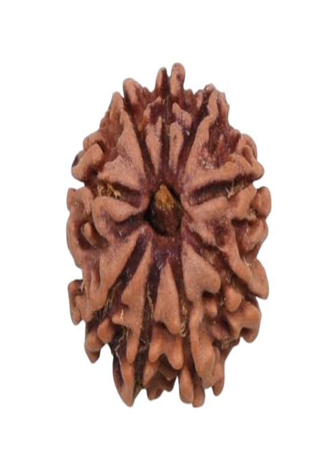 IRIS GEMS 9 मुखी रुद्राक्ष नेपाली ओरिजनल Natural 9 Face Rudraksha Original Certified Nepal Nav Mukhi Rudrakshaa Energized 9 Faced Nepali Rudrakshaa A1 Pendant नौ मुखी रुद्राक्ष ओरिजिनल Nine Face Rudrakshaa By IRIS GEMS - Image 1