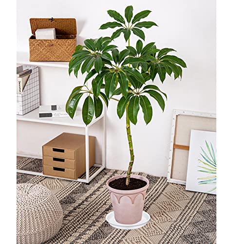Bleuhome 2 Pack of 14 inch Plant Saucers Bird Bath Bowl, Plant Saucer 14" Round, Plastic Plant Tray for Pots, White Planters for Indoor Plants, Plant Trays for Planter 12-15" (14", Creamy White) - Image 5