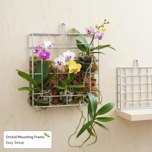 Dranvosk Staghorn Fern Mount Kit - Rustproof 304 Stainless Steel Vertical Hanging Basket for Orchids & Outdoor Plants, Wall Planter Holder Indoor Garden (10.6 x 10.2 x 1.96 Inch) - Image 5