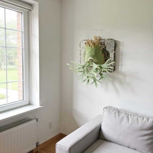 Dranvosk Staghorn Fern Mount Kit - Rustproof 304 Stainless Steel Vertical Hanging Basket for Orchids & Outdoor Plants, Wall Planter Holder Indoor Garden (10.6 x 10.2 x 1.96 Inch) - Image 2