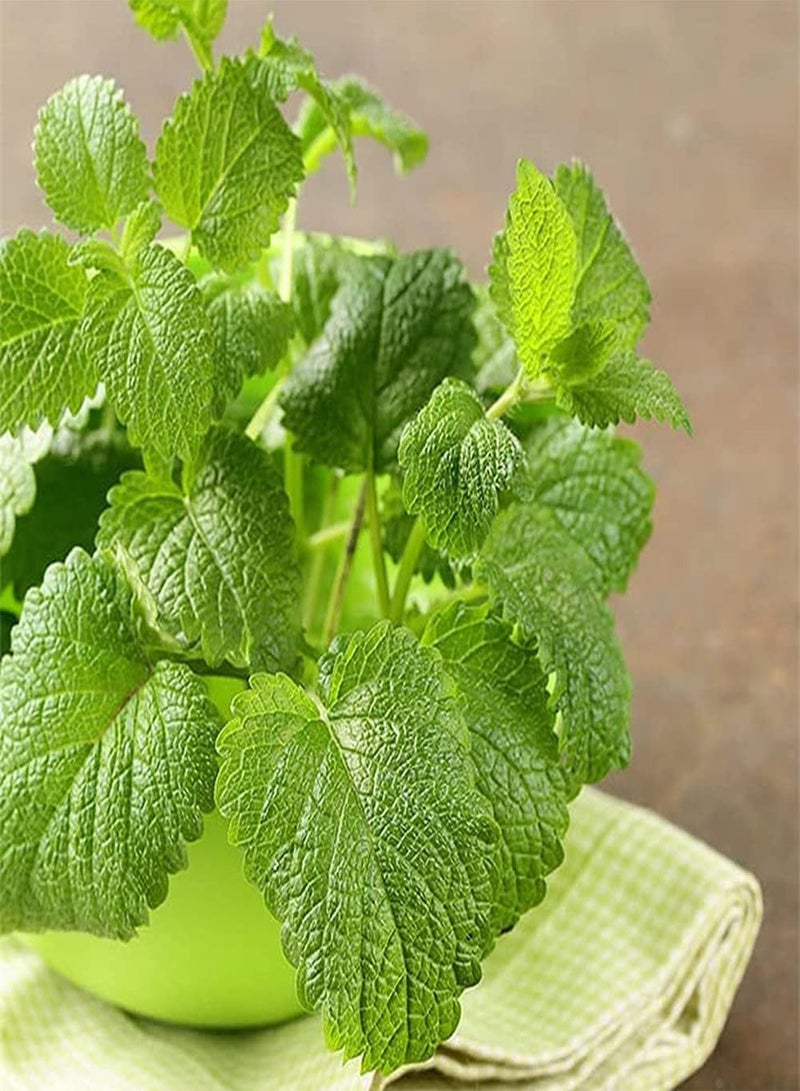 جي جوت 100 قطعة من بذور النعناع بألوان منعشة وجذابة وديكور دائم الخضرة مناسب للزراعة في المساحات الخضراء في الحديقة لخلق بيئة جميلة - Image 2