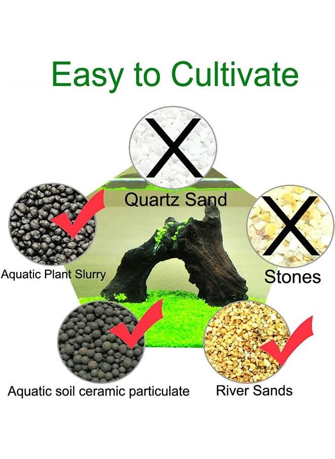 Generic 8-Pack Aquatics Water Grass Plant Seeds Fish Tank Aquarium Landscape Decoration Easy To Plant  - Image 4