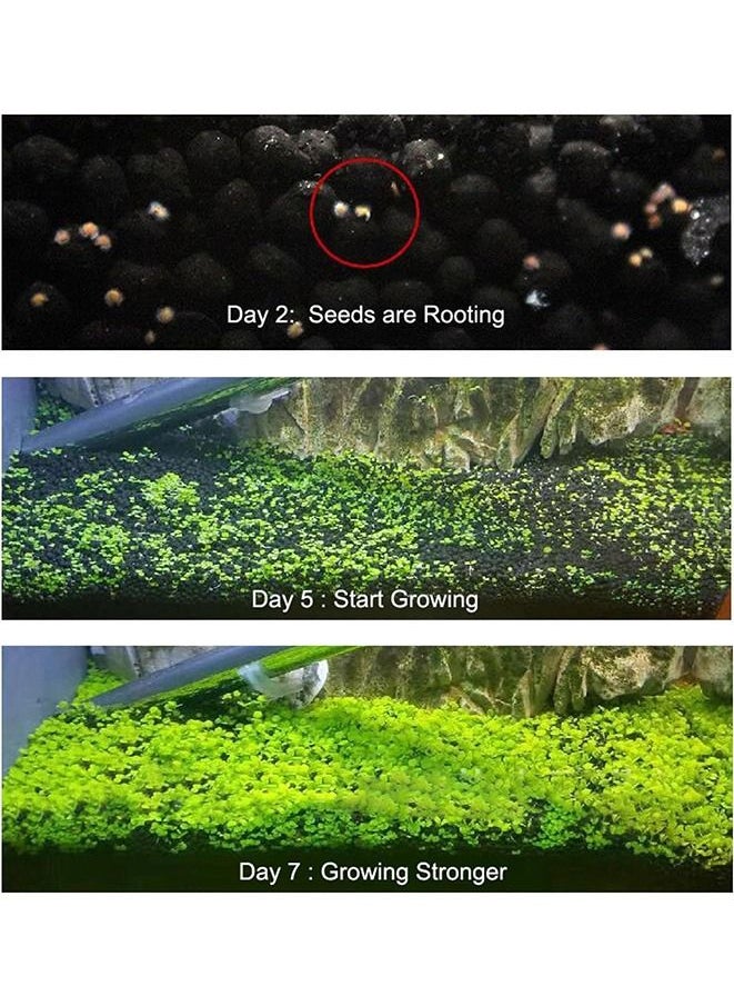 Generic 8-Pack Aquatics Water Grass Plant Seeds Fish Tank Aquarium Landscape Decoration Easy To Plant  - Image 3