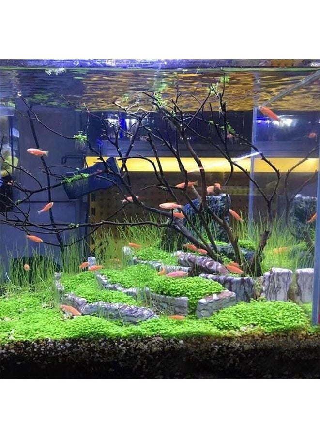 Generic 8-Pack Aquatics Water Grass Plant Seeds Fish Tank Aquarium Landscape Decoration Easy To Plant  - Image 5