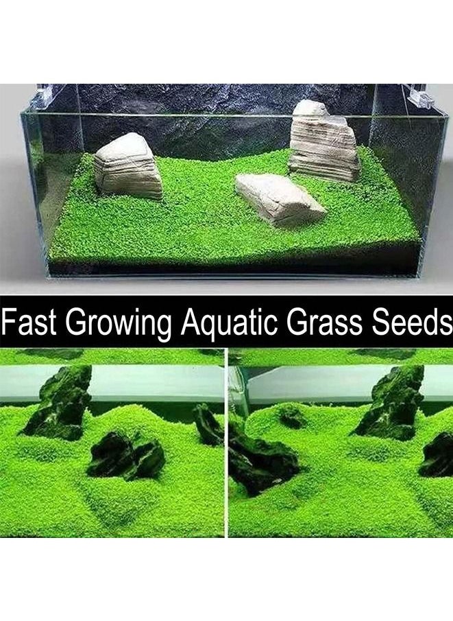 Generic 8-Pack Aquatics Water Grass Plant Seeds Fish Tank Aquarium Landscape Decoration Easy To Plant  - Image 2