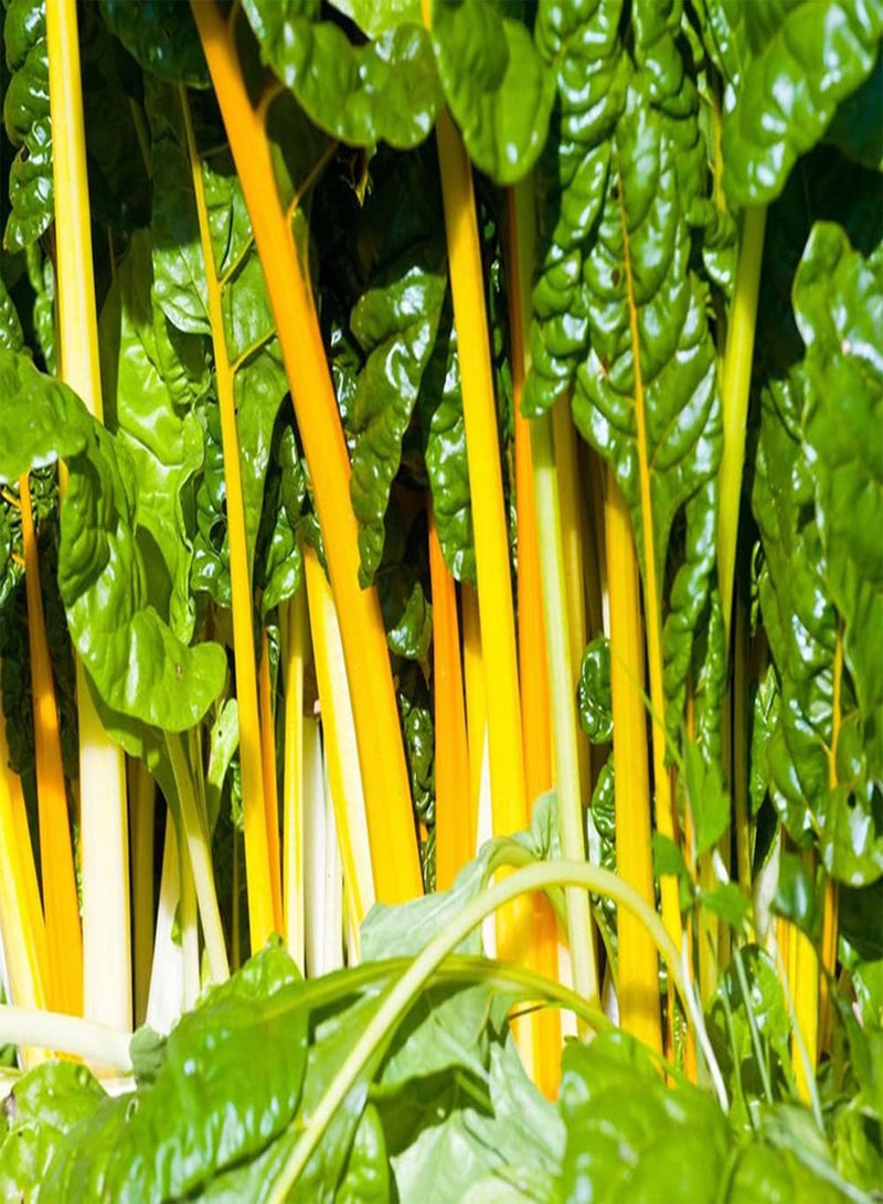 جي جوت 50 قطعة من بذور البنجر الصفراء المتنوعة الخاصة للزراعة في حدائق الخضروات الغنية بالعناصر الغذائية والتي نالت استحسانًا بالإجماع - Image 3