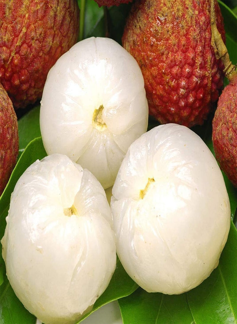 جي جوت 5 قطع من بذور الليتشي، أشجار الفاكهة الغريبة التي تم حصادها تحظى بإعجاب الناس وتحب تأثير الزراعة في مساحة كبيرة، بذور الليتشي جيدة ومنخفضة الصيانة - Image 2