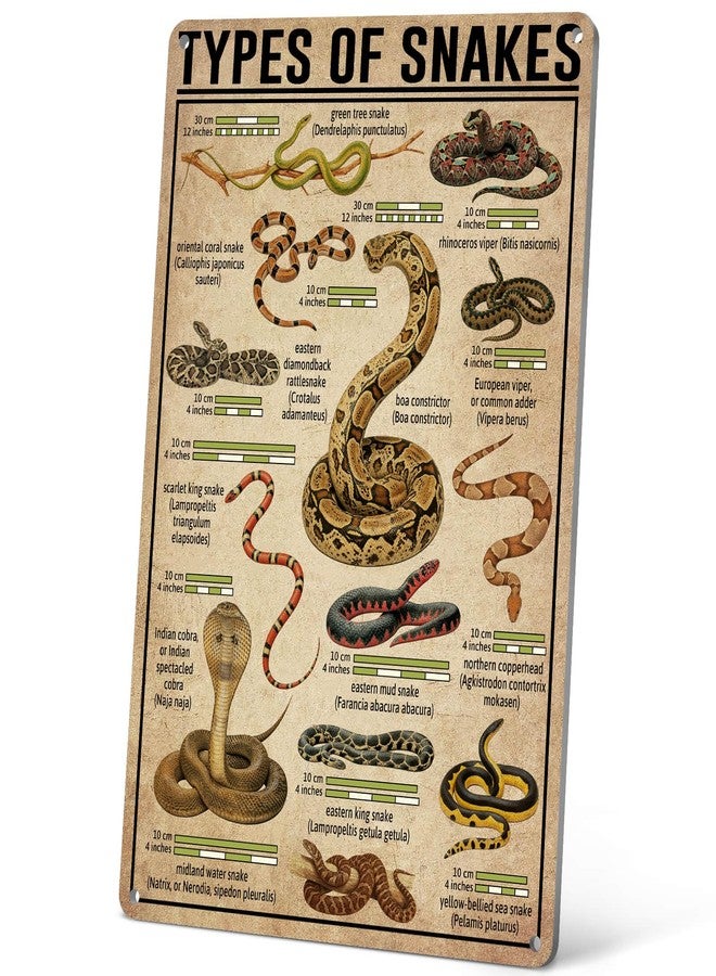 HYBLOM Vintage Types Of Snakes Metal Sign - Educational Tin Sign for Snake Lovers, Retro Art Poster for Farmhouse, Home, Office, Classroom and Club Wall Decor 8x12 Inches - Image 1