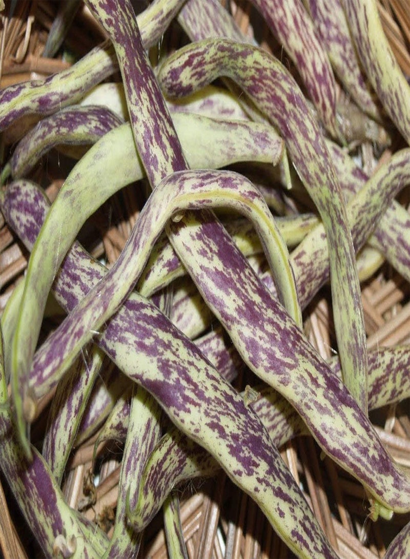 GGOOT Irish Eyes Garden Seeds- ORGANIC  1/2 lbs Dragon's Tongue Wax