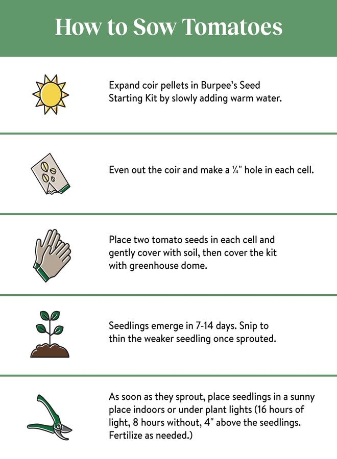 بيربي طماطم كرزية برتقالية حلوة هجينة من نوع "صن جولد" من شركة بوربي، 30 بذرة غير معدلة وراثيًا - Image 2