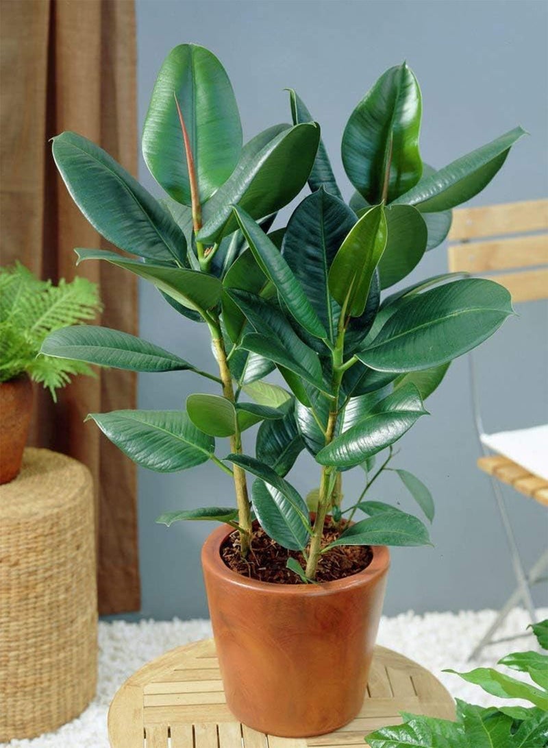 GGOOT 5 Seeds Ficus Elastica Rubber Tree (Rubber Plant) Easy-Care Houseplant - Image 1