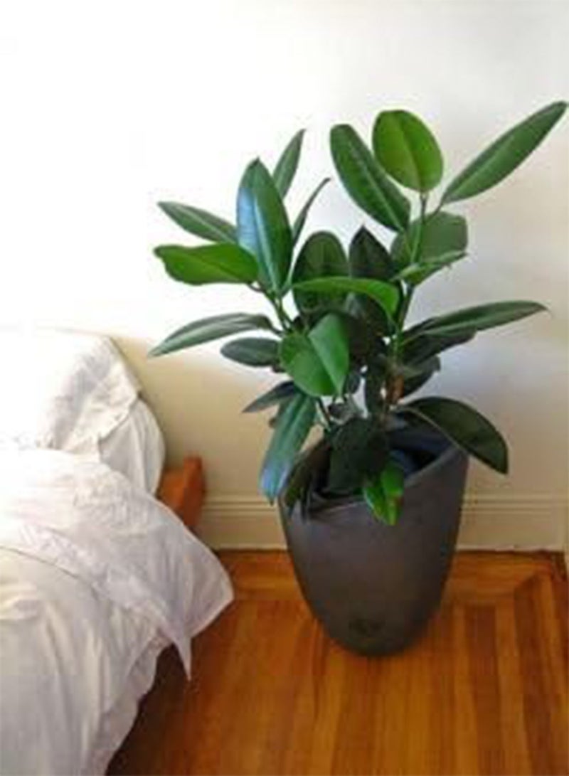 GGOOT 5 Seeds Ficus Elastica Rubber Tree (Rubber Plant) Easy-Care Houseplant - Image 2