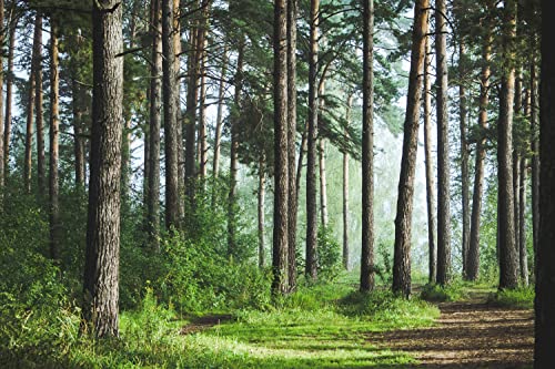 Bormia Forest Landscape Wall Mural Wallpaper 195x120 Fresh Green Tree and Road Wall Decor for Living Room Bedroom Kids Room Nursery and Activity - Image 3