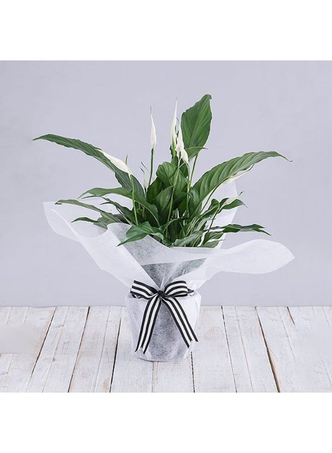 Buy Any Flowers Peace Lily Plant In White Wrapping
