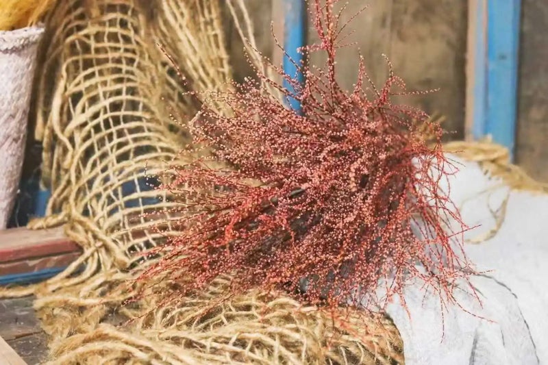 Bluejw Real Dried Snow Willow Grass for Home Decor, Natural Dried Plants for Christmas, Mother's Day, Valentine's Day & Easter Decorations - Image 1