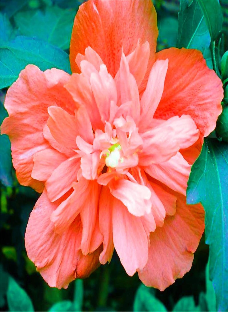 GGOOT Hibiscus Seeds Flower Seeds for Planting Flowers for Planting Outdoors Wildflower Seeds Flower Seed Packs-1500 PCS,C