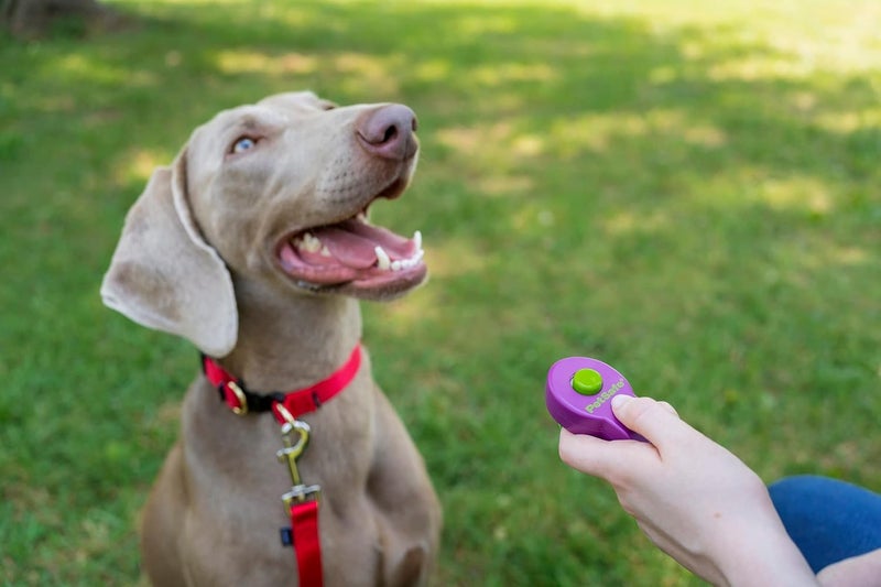 PetSafe Clik-R Dog Training Clicker - Positive Behavior Reinforcer for Pets - All Ages, Puppy and Adult Dogs - Use to Reward and Train - Training Guide Included - Purple - Image 2