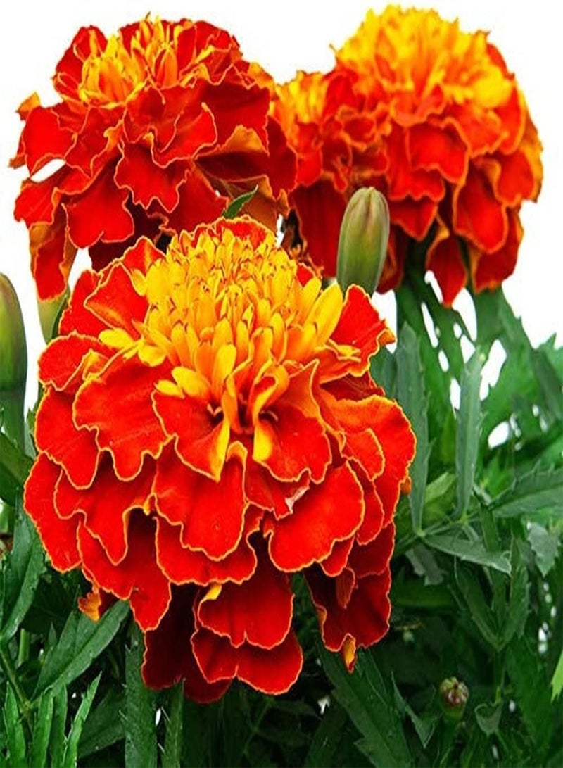 جي جوت 200 قطعة من بذور القطيفة غير المعدلة وراثيًا، نباتات عشبية زهرية موروثة، سهلة النمو، زراعة فعالة في الحديقة - Image 1