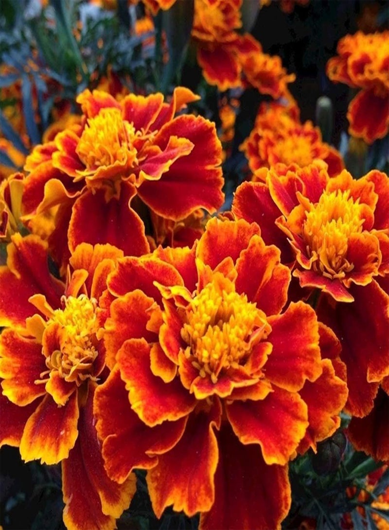 جي جوت 200 قطعة من بذور القطيفة غير المعدلة وراثيًا، نباتات عشبية زهرية موروثة، سهلة النمو، زراعة فعالة في الحديقة - Image 3