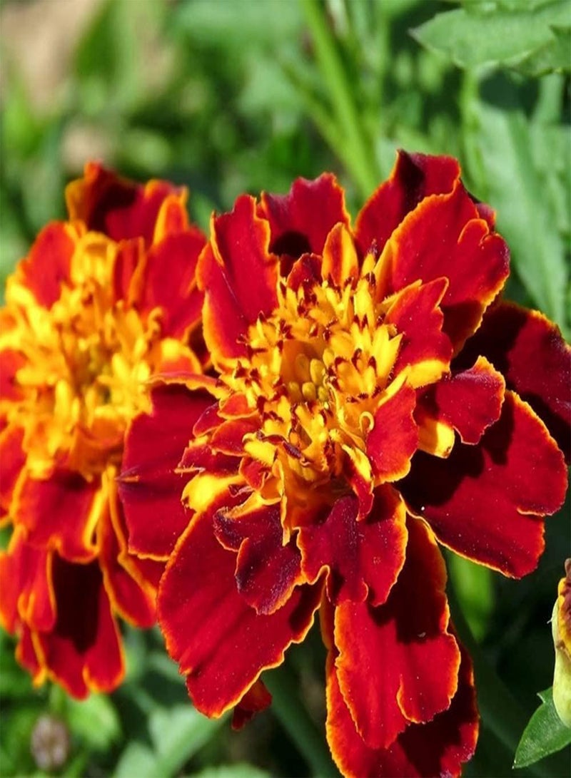 جي جوت 200 قطعة من بذور القطيفة غير المعدلة وراثيًا، نباتات عشبية زهرية موروثة، سهلة النمو، زراعة فعالة في الحديقة - Image 2