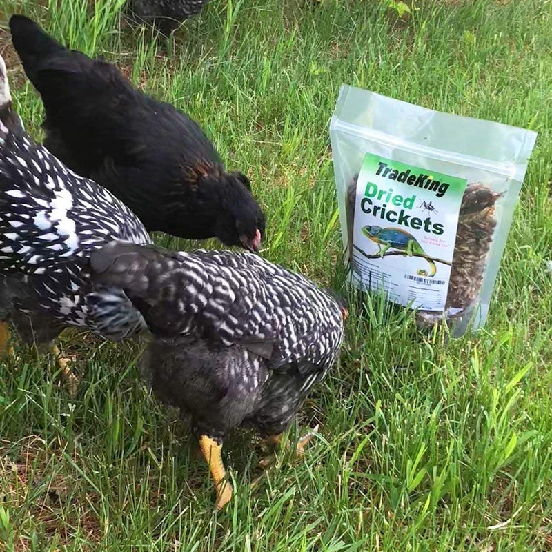 TradeKing Natural Dried Crickets, Food for Bearded Dragons, Wild Birds, Chicken, Fish, & Reptiles (8 oz Resealable Bag) Veterinary Certified - Image 3