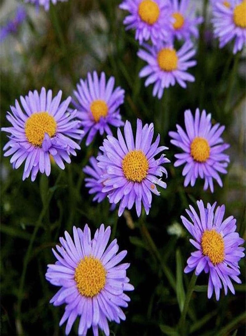 جي جوت 200 قطعة من بذور أستر ألبينوس للحديقة وأسوار الشرفة وديكور الفناء والزهور، مواد أساسية لتزيين المنزل يحبها البستانيون - Image 1