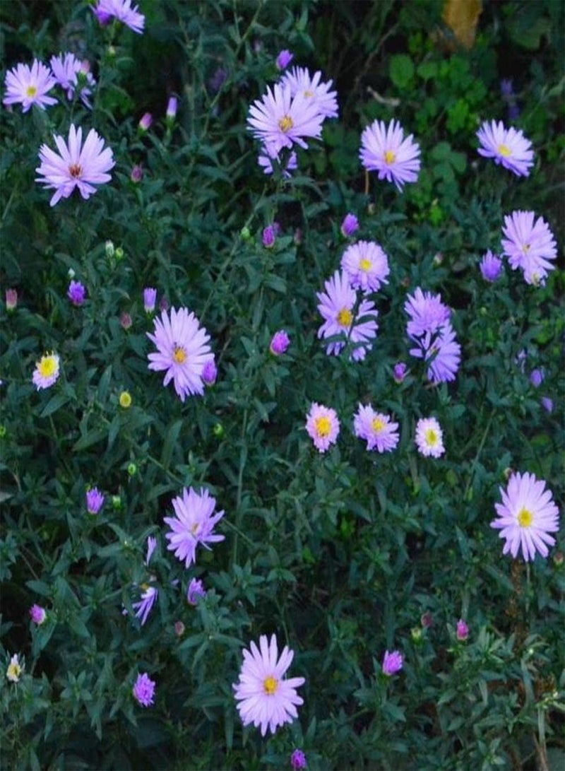 جي جوت 200 قطعة من بذور أستر ألبينوس للحديقة وأسوار الشرفة وديكور الفناء والزهور، مواد أساسية لتزيين المنزل يحبها البستانيون - Image 2