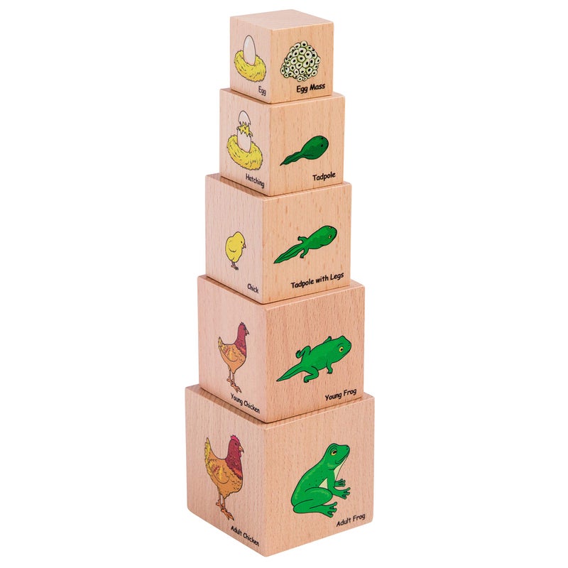 THE FRECKLED FROG Life Cycle Wooden Blocks - Set of 5 - Ages 12m+ - Science Toys for Toddlers - Explore 5 Stages of the Moth  Butterfly  Chicken  Frog - Image 1