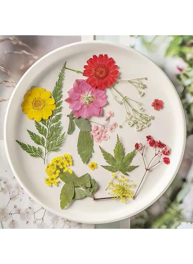 YJ 35Pcs Dried Pressed Flowers for Resin, Real Pressed Flowers Dry Leaves Bulk Natural Herbs Kit for Scrapbooking DIY Art Crafts, Epoxy Resin Jewelry Molds, Candle, Soap Making, Nails Décor - Image 2