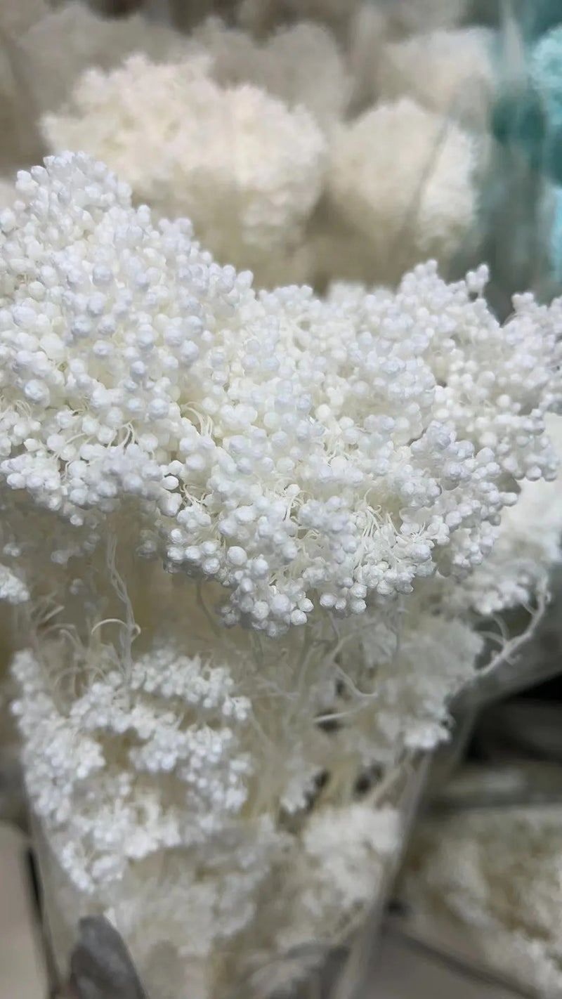 Bluejw Event Decor Dried Flowers – Real Natural Preserved Rice Flower for Wedding Backdrop, Dried Plants Arrangement for Rustic Chic Table Centerpieces & Photo Booth Decoration - Image 1