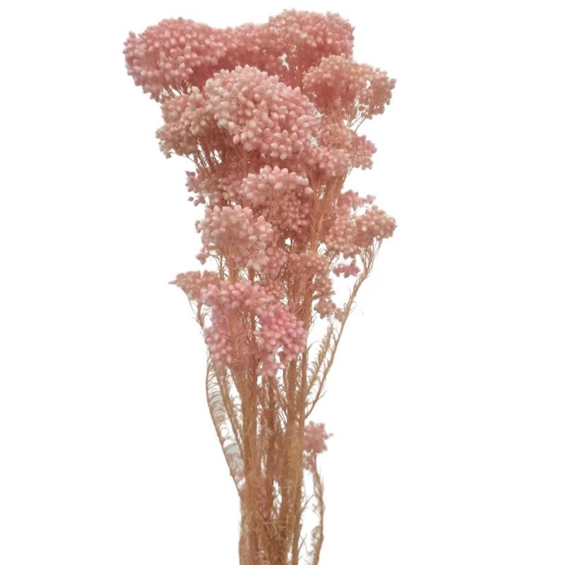 Bluejw Event Decor Dried Flowers – Real Natural Preserved Rice Flower for Wedding Backdrop, Dried Plants Arrangement for Rustic Chic Table Centerpieces & Photo Booth Decoration - Image 3