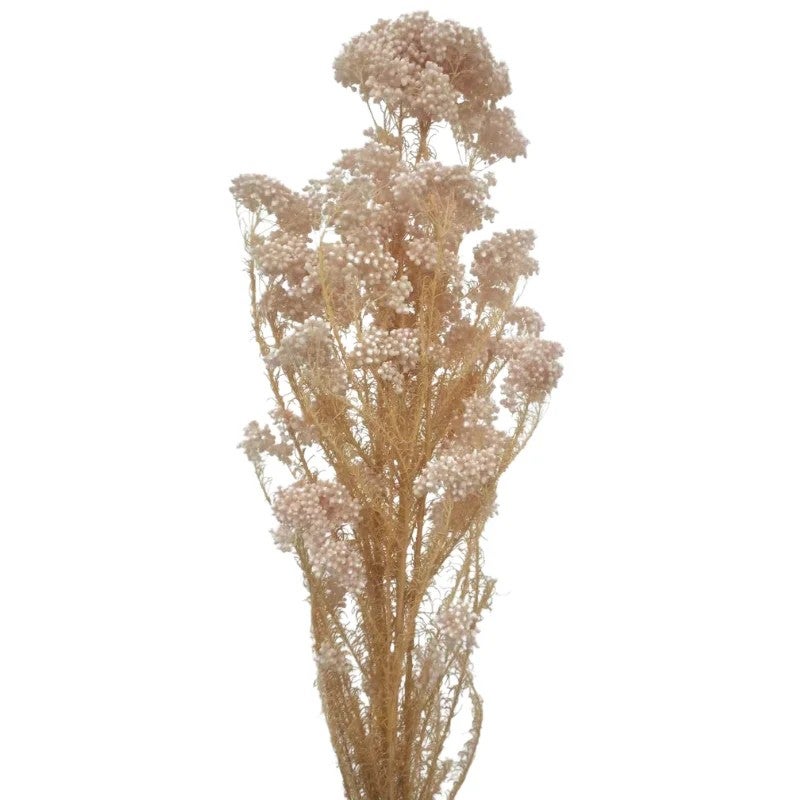 Bluejw Event Decor Dried Flowers – Real Natural Preserved Rice Flower for Wedding Backdrop, Dried Plants Arrangement for Rustic Chic Table Centerpieces & Photo Booth Decoration - Image 2