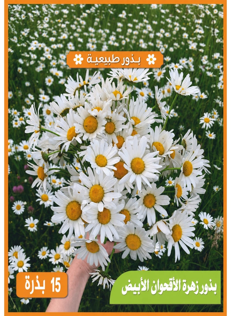 Premium Natural White Daisy Seeds High Germination Flowering Plant for Indoor Pots and Balcony Gardens White Daisy