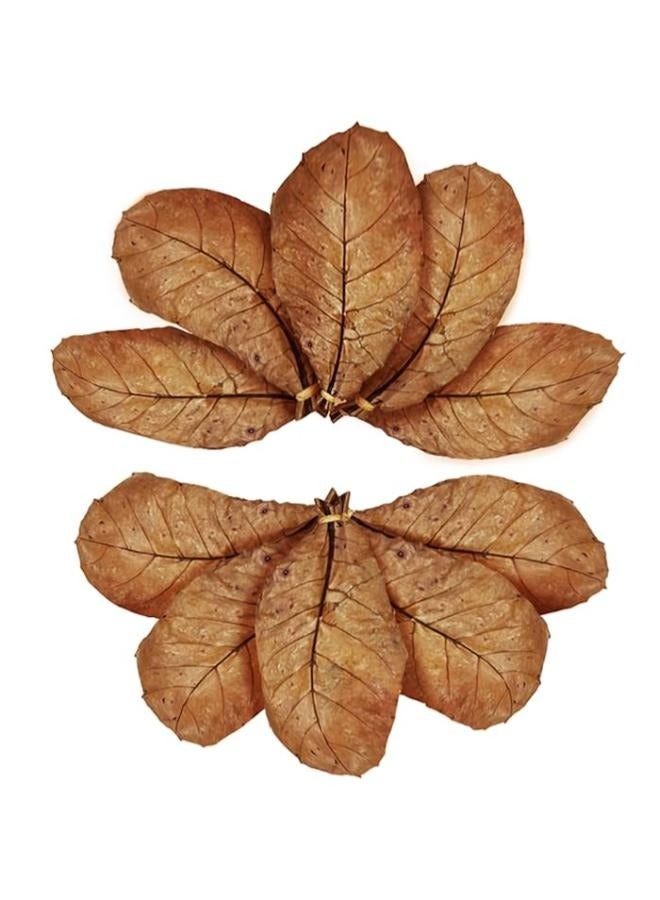 أوراق اللوز المجففة، كاتابا كيتابانج الهندية، الروبيان بيتا، أسماك الحوض - Image 1